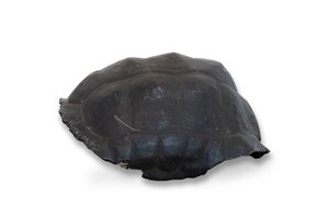 Image description is not available for 1989.2.4